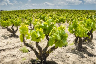 Wines of the Duero River Valley